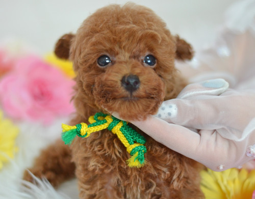 トイプードル専門店 パピーリボン トイプードルブリーダーが直接販売するので安い