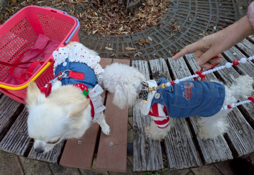 LINE_ALBUM_2025年11月18日 ビックタートルお散歩(蘭ちゃん＆サリーちゃん)_251118_2.jpg