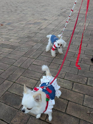 LINE_ALBUM_2025年11月18日 ビックタートルお散歩(蘭ちゃん＆サリーちゃん)_251118_3.jpg