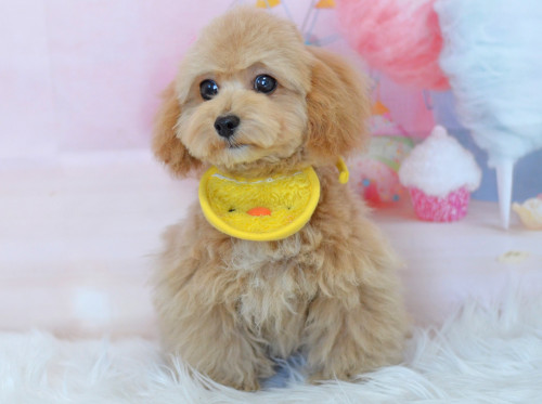 ふわふわチワプー☆ドワーフタイプ☆小ぶり11/12日1,3k