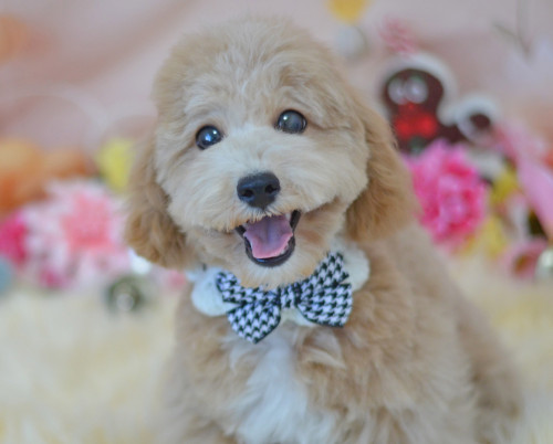 たれ目☆ドワーフタイプ☆12/16日2,7kg