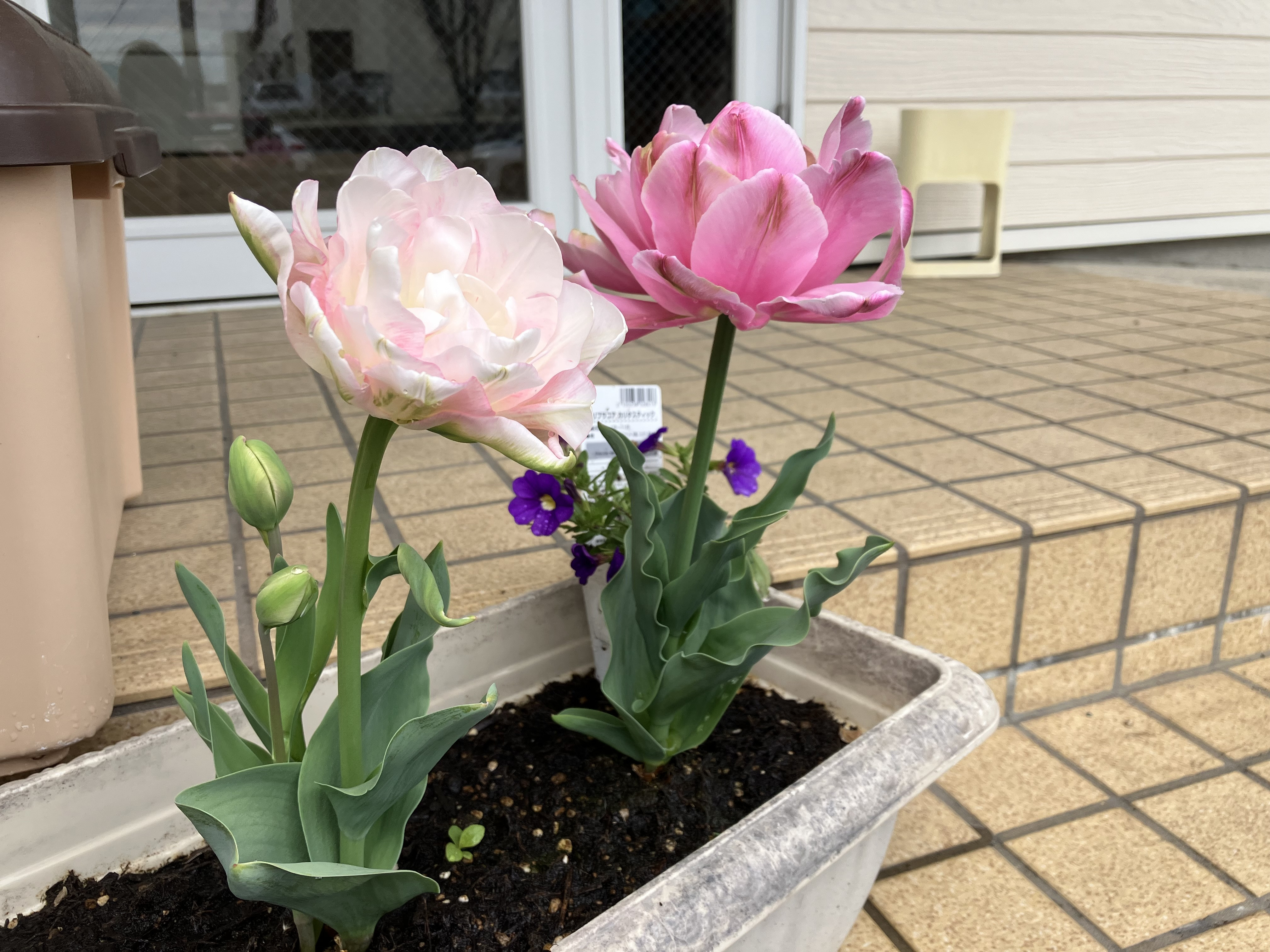 臨時休診のお知らせ