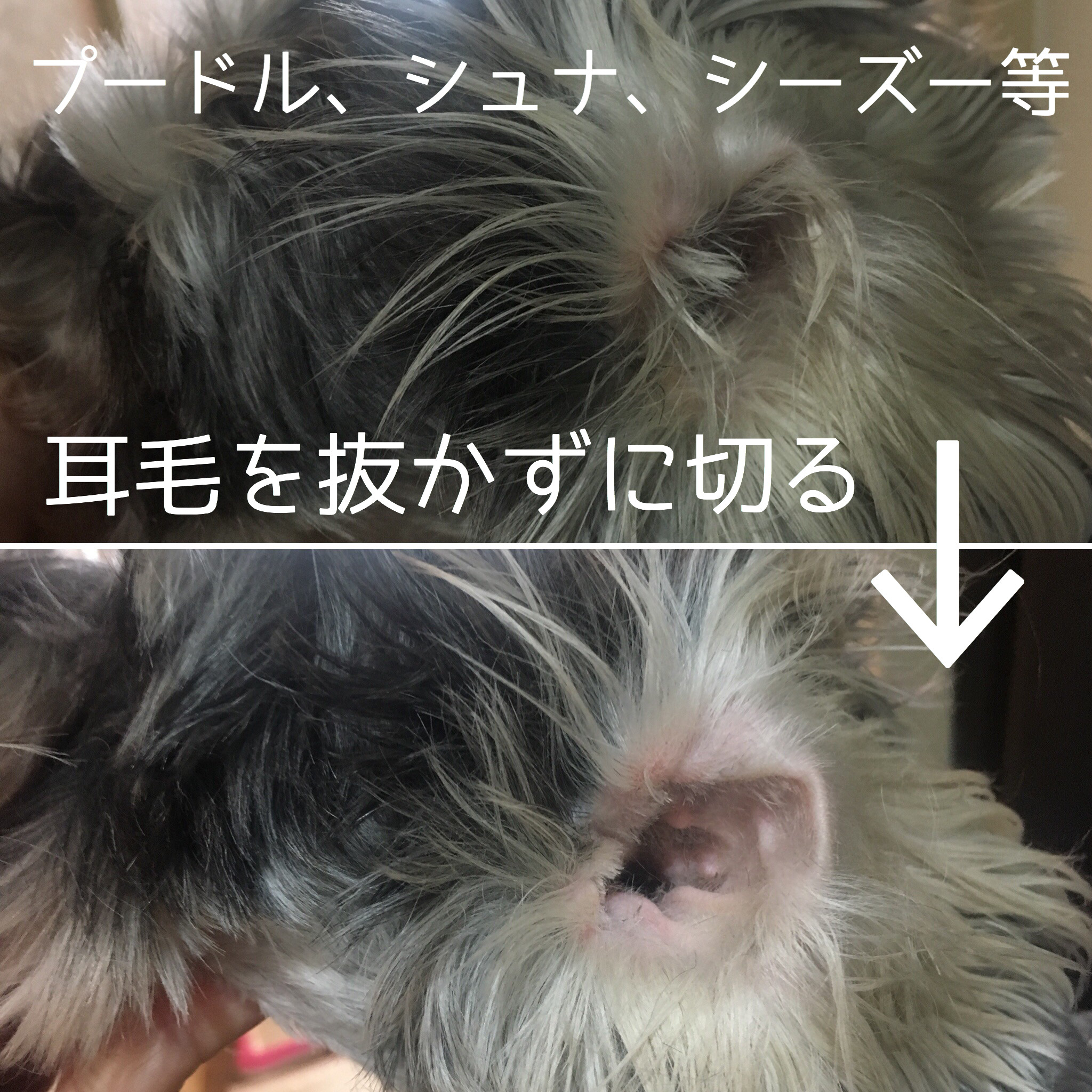 耳毛を 切る という選択 出張トリミング 千葉 東京 Bouquet 犬猫のシャンプーカット