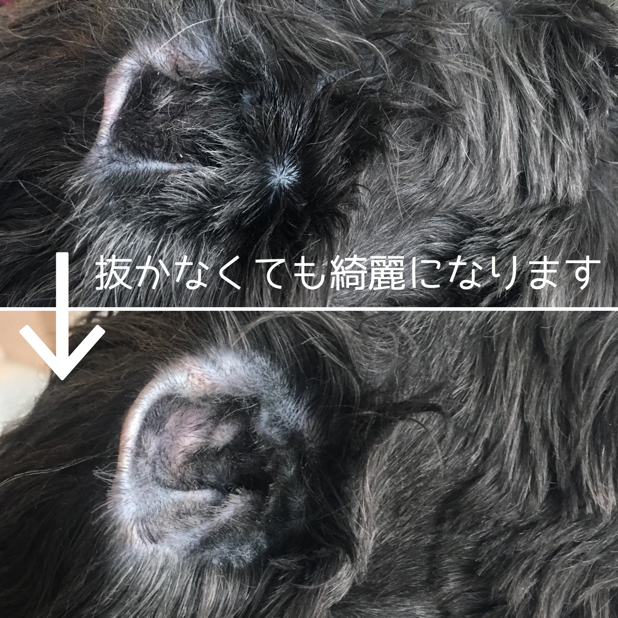 耳毛を 切る という選択 出張トリミング 千葉 東京 Bouquet 犬猫のシャンプーカット