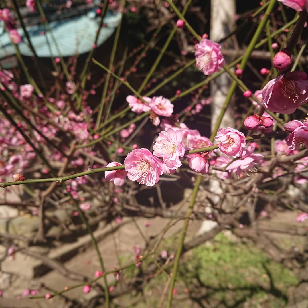 IMG_20190205_150727_373.jpg