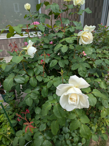 PXL_20250615_014629387.jpg
