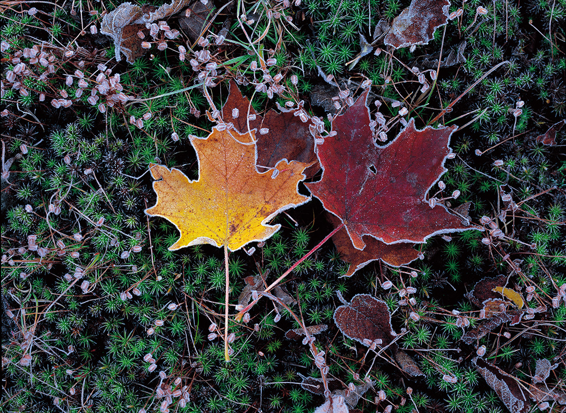 カナダ、ローレンシャン高原　写真集『ローレンシャンの秋』より