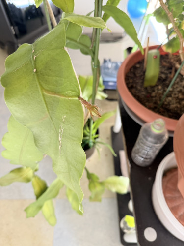 S__120922133.jpg