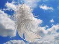 angel_feather-1-s.jpeg