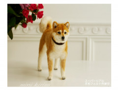 shiba10.jpg