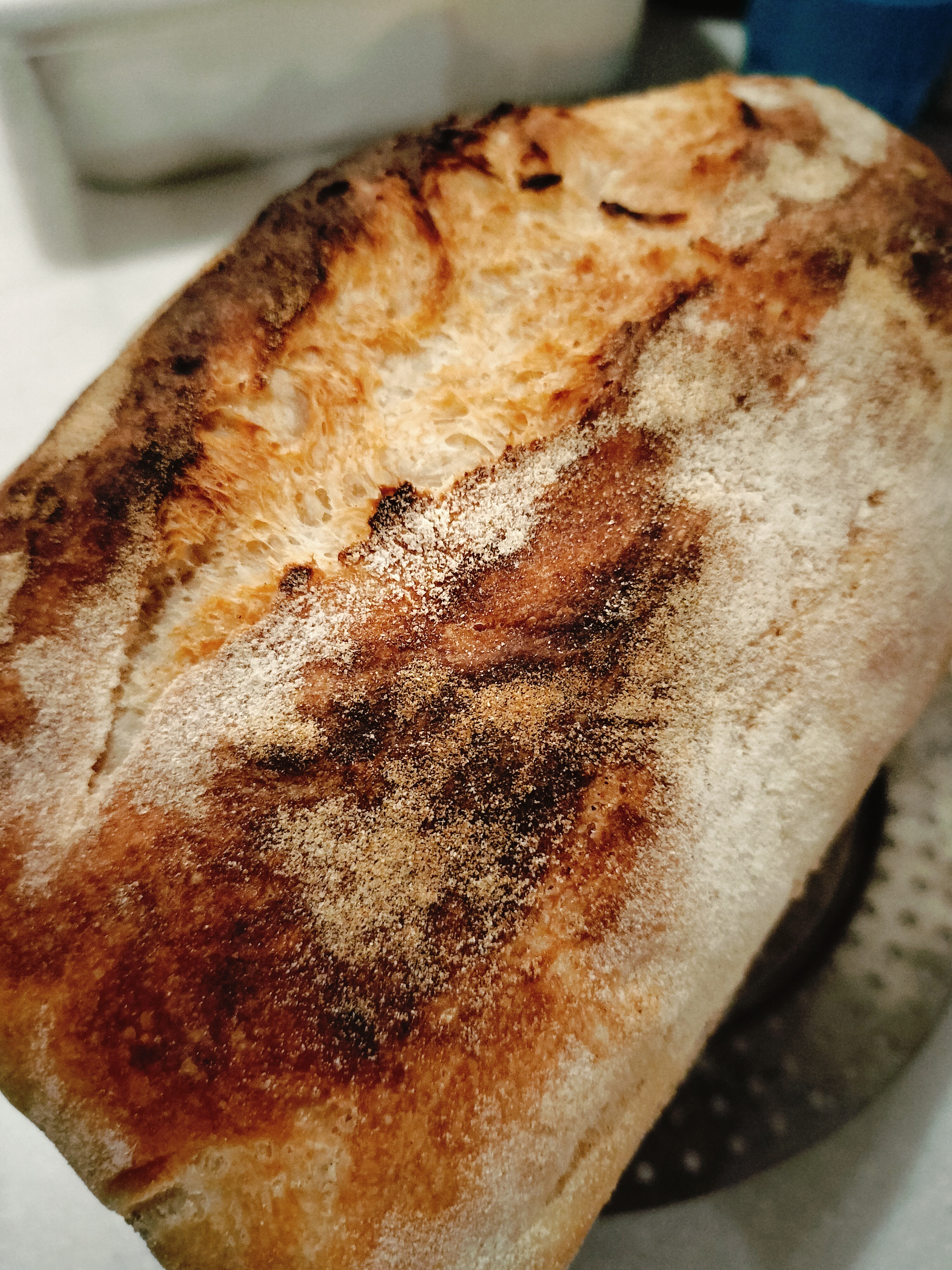チャバタ🍞