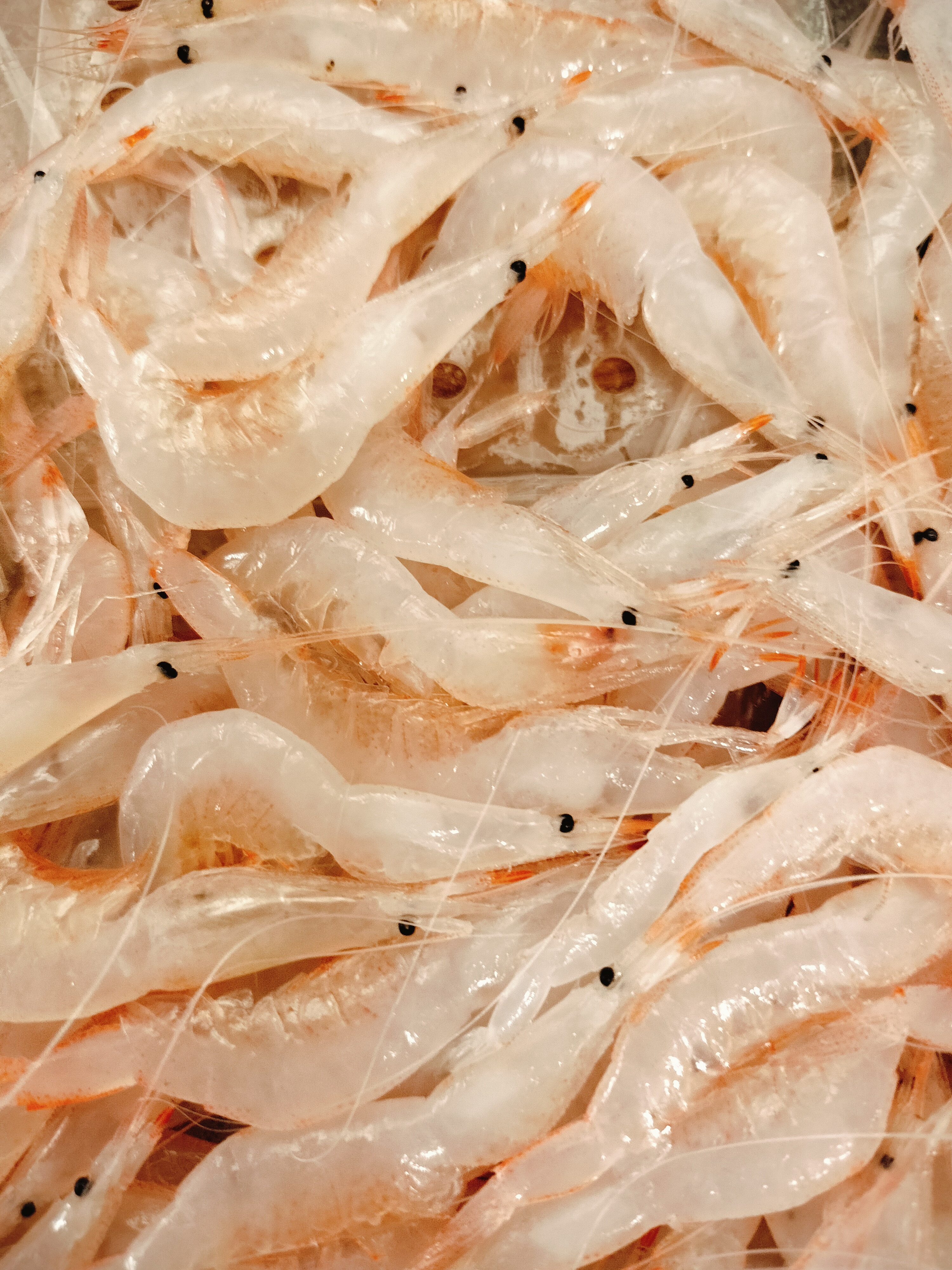 富山産の白エビ