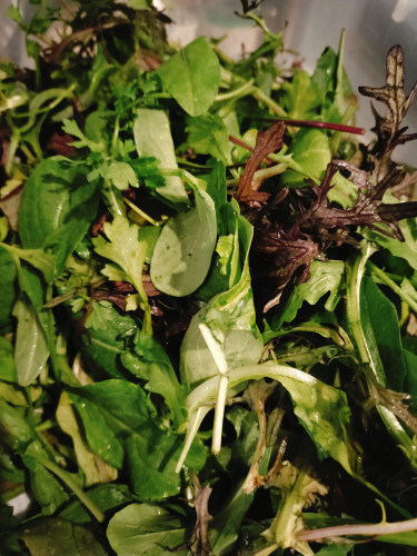 新しいサラダの主役！「やまのまんなかだ」の恵みが登場します！