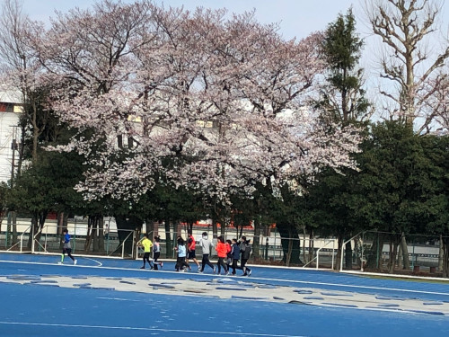 桜.png