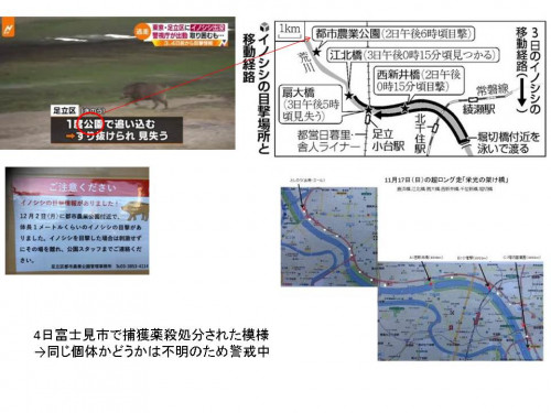 イノシシニュース.jpg