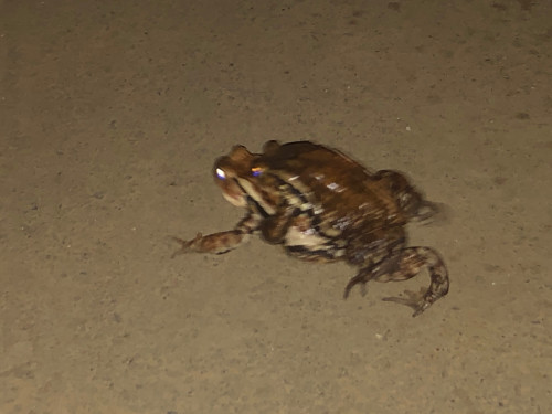 カエル.jpg