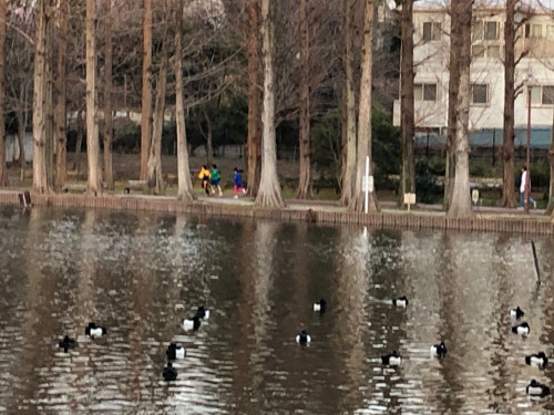 別所沼公園2月21日池.jpg