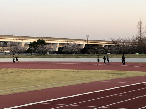 舎人公園サクラ.jpg