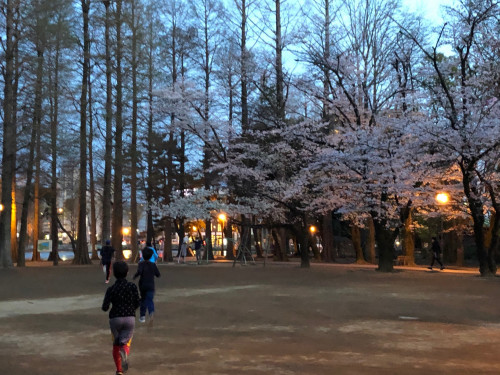 別所沼満開２.jpg