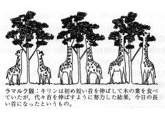 キリン.jpg