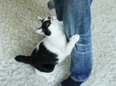 まとわりつく.jpg
