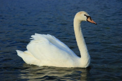 白鳥.jpg