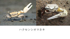 カニ.jpg