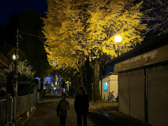 11月25日いちょう.jpg
