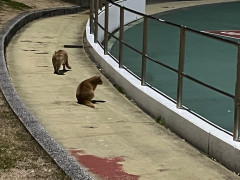 ネコ.jpg