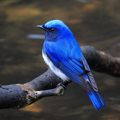 青い鳥.jpg