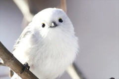 白い鳥.jpg