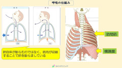呼吸の仕組み.JPG