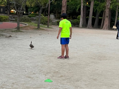 カルガモ２.jpg