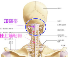 項人体.jpg