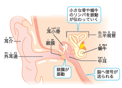 三半規管.png