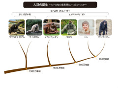 人類誕生.jpg