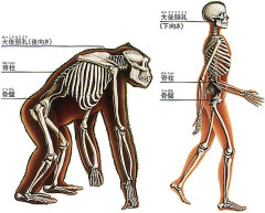二足歩行.jpg