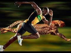 bolt-and-cheetah.jpg