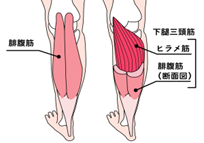 ふくらはぎ構造.png