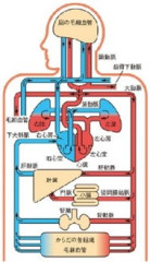 動脈静脈.jpg