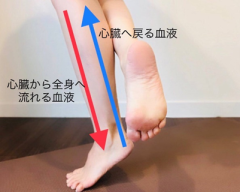 動脈静脈.png