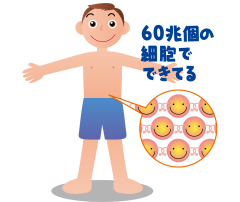 60兆個の細胞.png