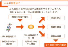 がん抑制遺伝子.jpg