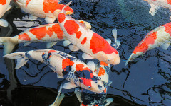 錦鯉１.jpg