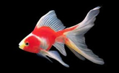 金魚横見.jpg