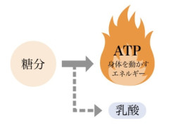 ATP+.jpg