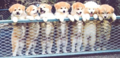 子犬たち.jpg