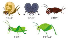 虫の声.jpg