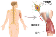 筋肉と神経.jpg
