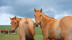 2頭の馬.jpg